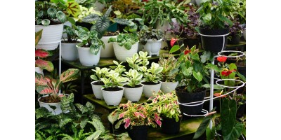 Jakie doniczki są najlepsze dla twoich roślin? Jakie modele wybrać?