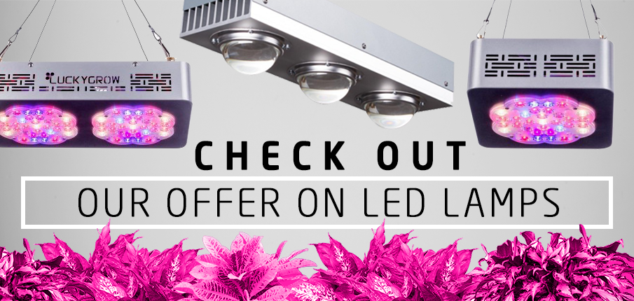 Check out our offer on LED lamps